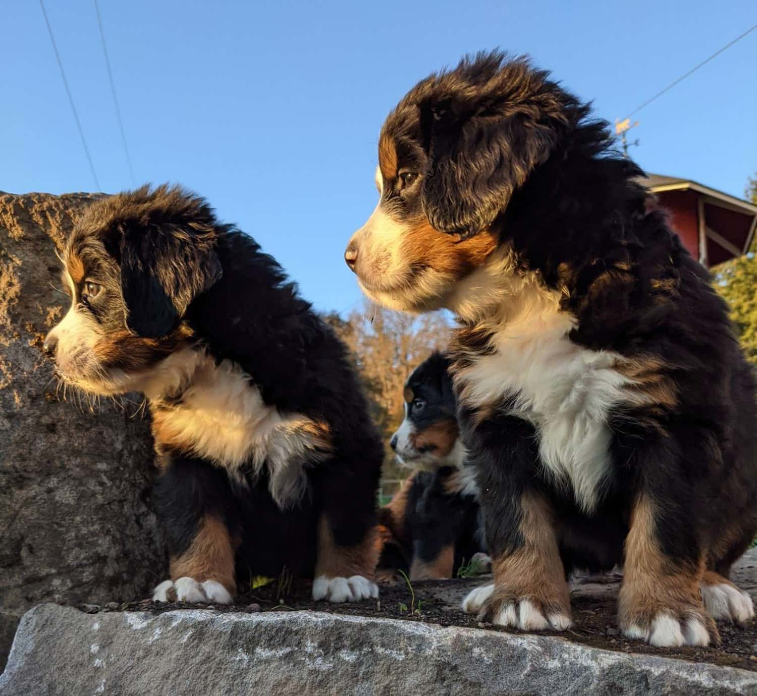 Puppy portraits